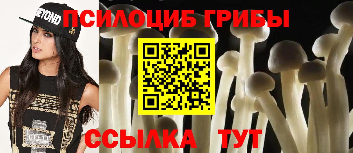 Галлюциногенные грибы Psilocybe Волгоград